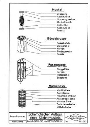 Schematischer Aufbau eines Skelettmuskels