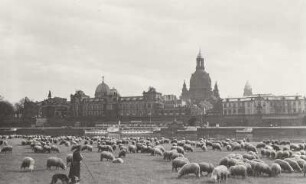 Weidende Schafherde : Dresden. Weidende Schafherde auf den Neustädter Elbwiesen oberhalb der Augustusbrücke mit Blick auf die Brühlsche Terrasse