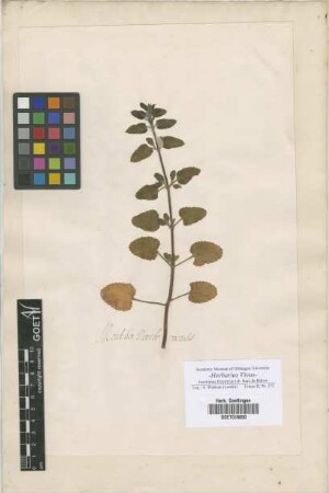 Mentha
