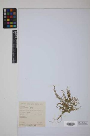 Selaginella haenkeana Spring