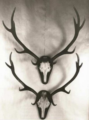Rothirsch (Cervus elaphus). Zwei Geweihe. Sächsische Jagdausstellung 1935