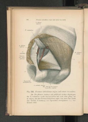 Fig. 532. Foramen ischiadicum majus und minus von außen.