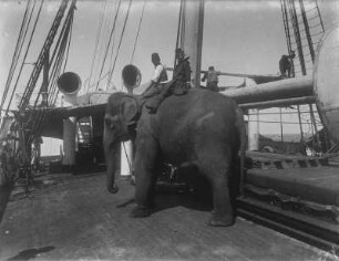Indischer Elefant : Zwei Jungen auf einem Elefant an Bord des Schiffes „Herzog“