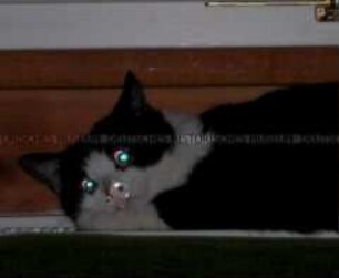 Katze mit montierten Augen und Näschen (Altersgruppe NL)