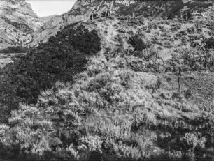Moräne : Eine Verwerfung durchschneidet eine Moräne in der Nähe des Little Cottonwood Creek