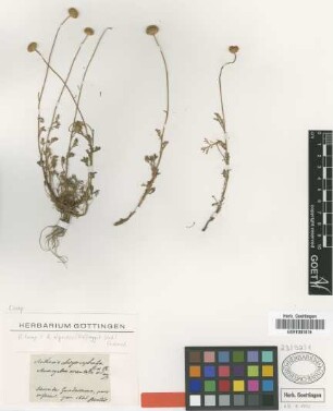 Anthemis chrysocephala Boiss. & Reut. [type]