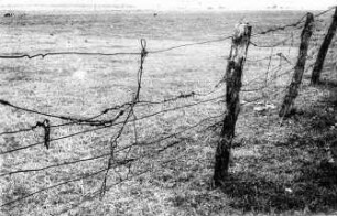Fotografie: Weidehaltung, Massivzaun