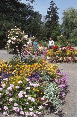 Sangerhausen, Am Rosengarten 2a. Rosarium. Blick über Blumenanlagen