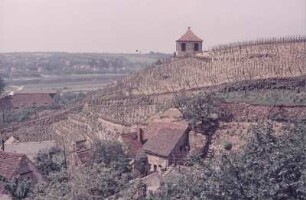 Seußlitz. Weinberg