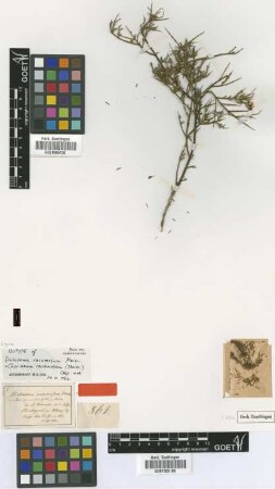 Dichosema racemosum Meisn. [isotype]