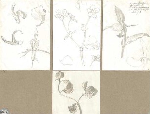 Lange, Ludwig; Lange - Archiv: XIII.6 Pflanzenstudien - Details
