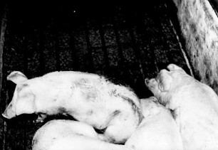 Spaltenboden im Schweinestall