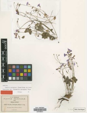 Ionoxalis pringlei Rose [isotype]