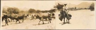 Chacovieh der Estancia Staudt und Chacogaucho in Villamontes