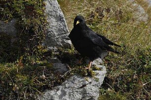 Deutschlands wilde Vögel - Teil 2 - Die Reise geht weiter