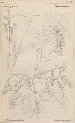 Vol. 2, Pl. 28