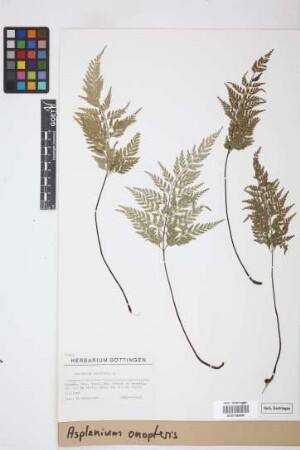 Asplenium onopteris