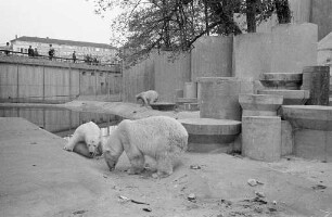 Eisbären im Karlsruher Zoo.