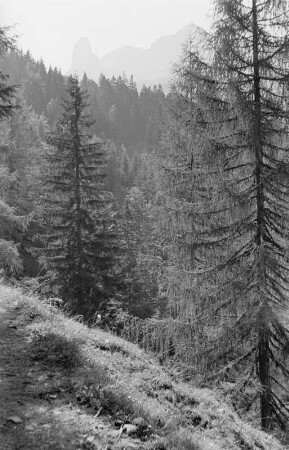 Bäume : Alte knorrige Bäume am Wegesrand.