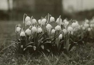 Frühlingsknotenblume (Leucojum vernum), auch Märzenbecher, Märzbecher, Märzglöckchen oder Großes Schneeglöckchen genannt, im Polenztal