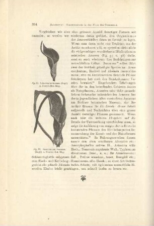 Fig. 37. Arisaema toruosum ; Fig. 38. Sauromatum venosum