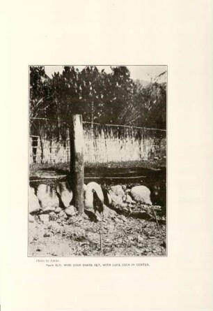 Plate XLV. Wire cock snare set, with lure cock in center