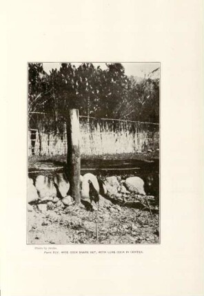 Plate XLV. Wire cock snare set, with lure cock in center