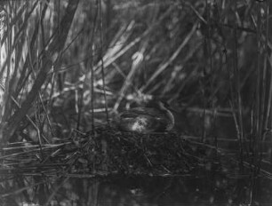 Haubentaucher : Haubentaucher (Podiceps cristatus Linnaeus) beim Brüten.