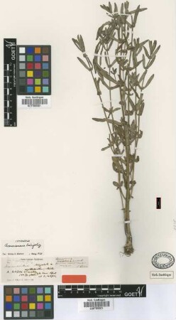 Ammannia latifolia L.