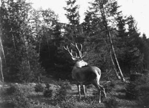 Hirsch in freier Natur