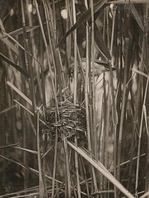 Drosselrohrsänger (Acrocephalus arundinaceus L.) beim Füttern am Nest