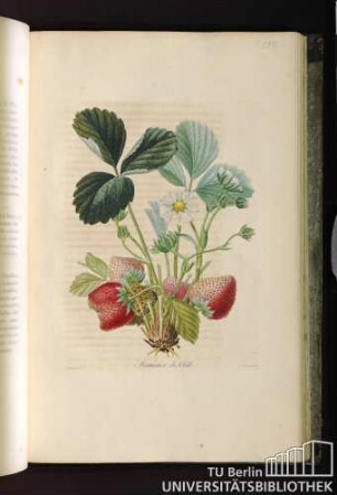 Pl. LVIII. Fraisier du Chili.