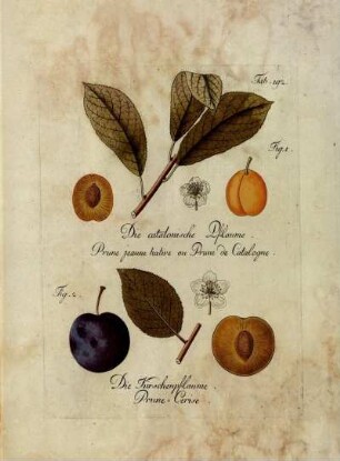 Tab. 192. Fig. 1. Die catalonische Pflaume [...] Fig. 2. Die Kirschenpflaume [...]