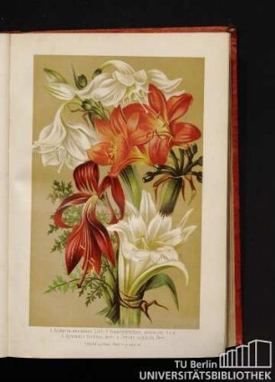 1. Eucharis amazonica Lind. 2. Himantophyllum miniatum Hook. 3. Spreckelia formosa Herb. 4. Ismene calathina Herb.