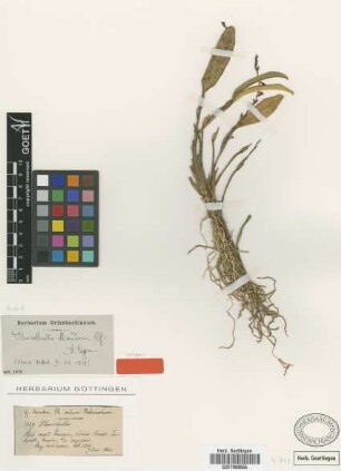 Pleurothallis weddelliana Rchb.f. [isotype]