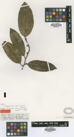 Myristica debilis Spruce ex A.DC. [isotype]