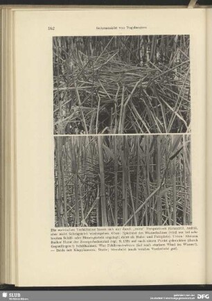 Horst der Zwergrohrdommel