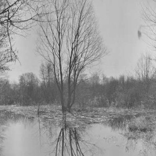 Landschaftsbild. Frühling in Burg-Kauper. Die Wiesen sind überschwemmt. : Wobraz krajiny. Nalěćo w Kupaŕskich Bórkowach. Łuki su přepławjene.