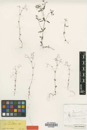 Galium penduliflorum Boiss. [syntype]