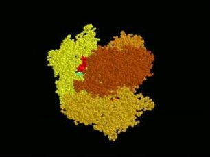 Glyceraldehyde-3-phosphate dehydrogenase, GAP DH 2