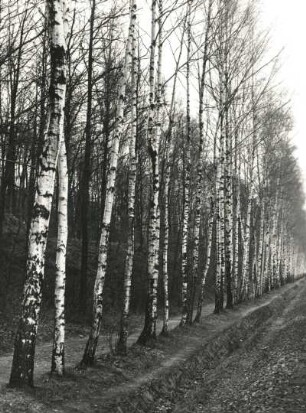 Tal der Kleinen Striegis. Birken am Weg neben Bahnstrecke Roßwein - Hainichen oberhalb der Kratzmühle