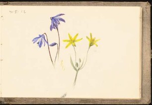 Skizzenbuch mit Aquarellen und Zeichnungen: Studie zweier Frühjahrsblumen