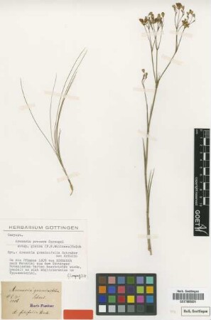 Arenaria graminifolia Schrad. [type]