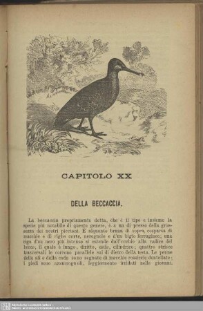 Capitolo XX. Della beccaccia