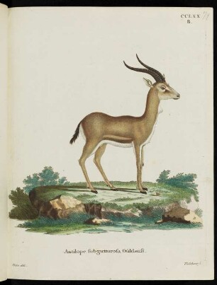 CCLXX. B. Antilope subgutturosa Güldenst.