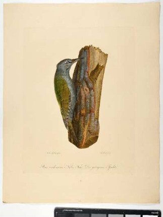 Picus viridi-canus. Nobis. Fem. Der grüngraue Specht. - Grünspecht. Picus viridis; fem. - Zeichner: Ambrosius Gabler; Stecher: Johann Carl Bock