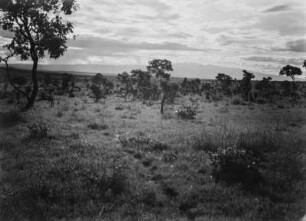 Savanne : Vegetation einer Savannenlandschaft in Kenia
