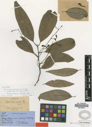 Phoebe porphyria (Griseb.) Mez [type]