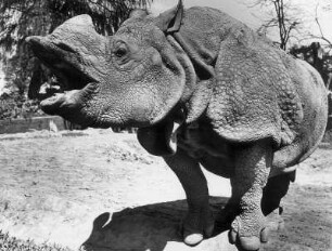 Hamburg-Stellingen. Tierpark Hagenbeck. Ein Nashorn in der Außenanlage