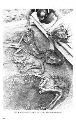 Abb. 5. Wulfsen, Gräberfeld 8. Das Pferdegrab wird freipräpariert
